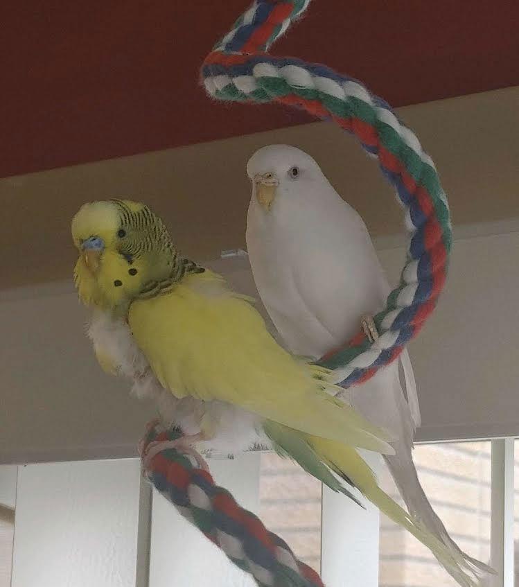 Enlarge Spring and Snowball, a Adoptable Parakeet (Other) in Aurora, IL image 2/2