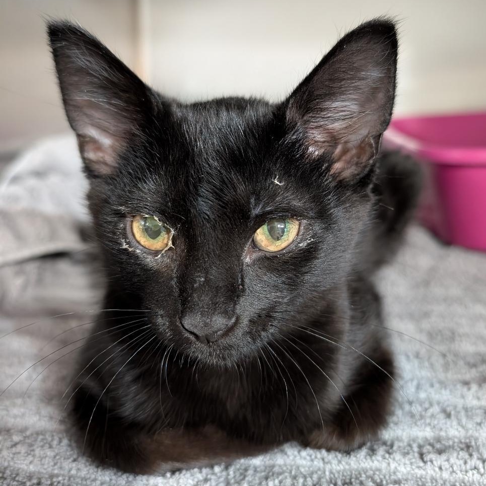 Gia, ADOPTABLE, Kitten Female Domestic Short Hair.