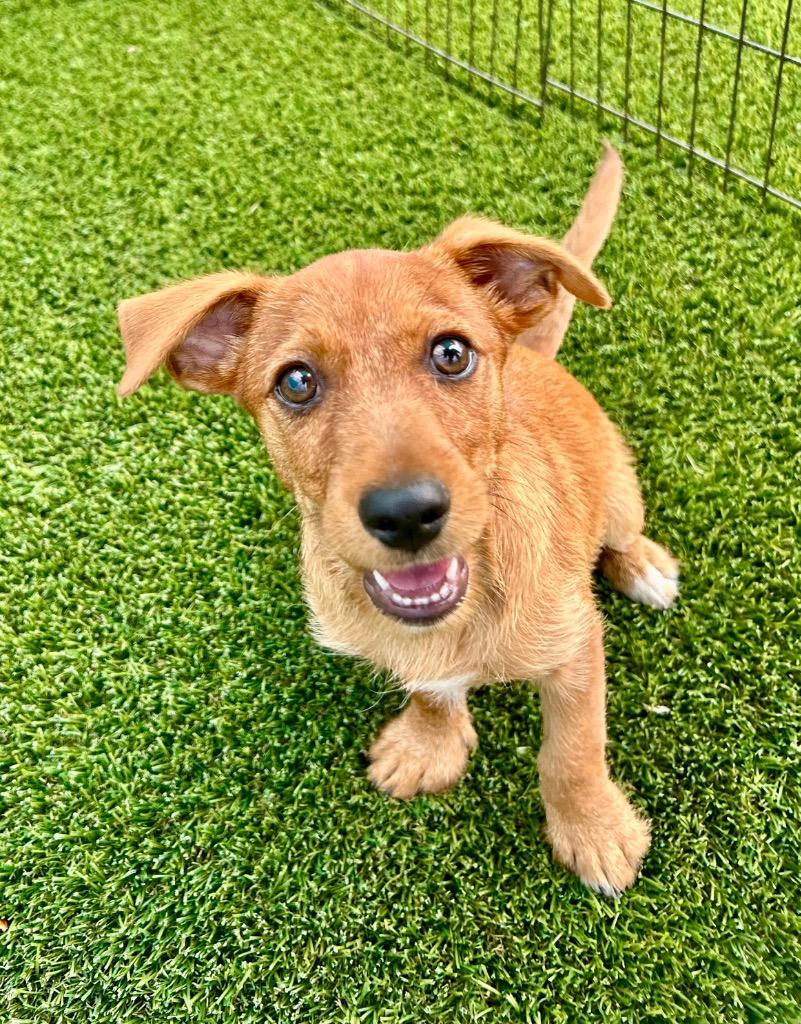 Secretariat, Adoptable, Puppy Male Dachshund & Rat Terrier.