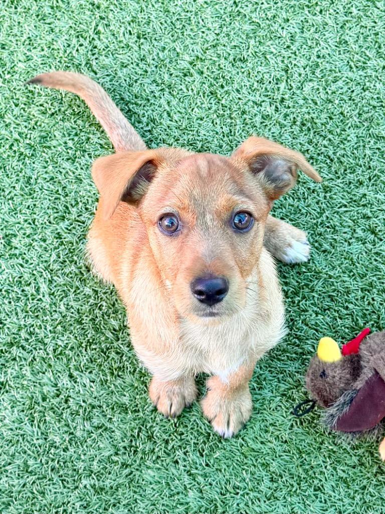 Enlarge Secretariat, a Adoptable mixed breed in Cape Coral, FL image 2/2
