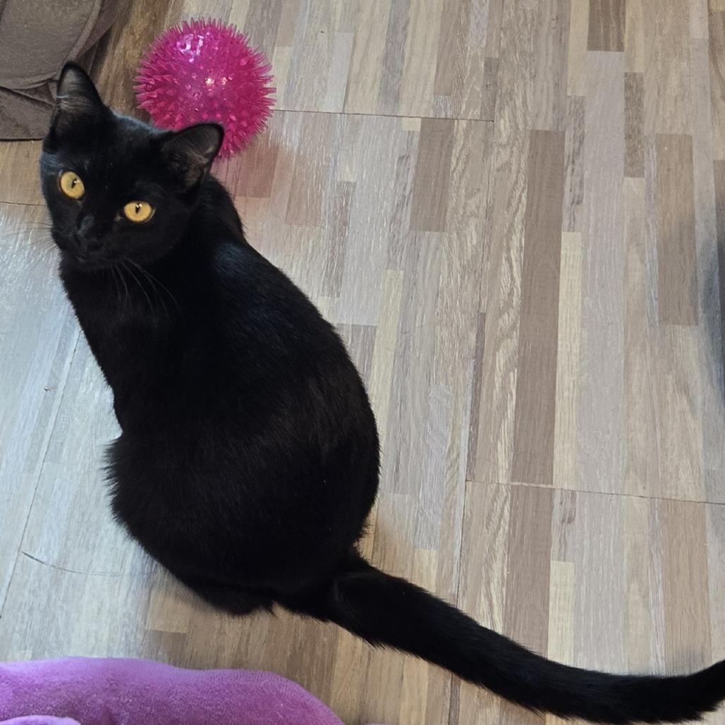 Lorrell, Adoptable, Young Female Domestic Short Hair.