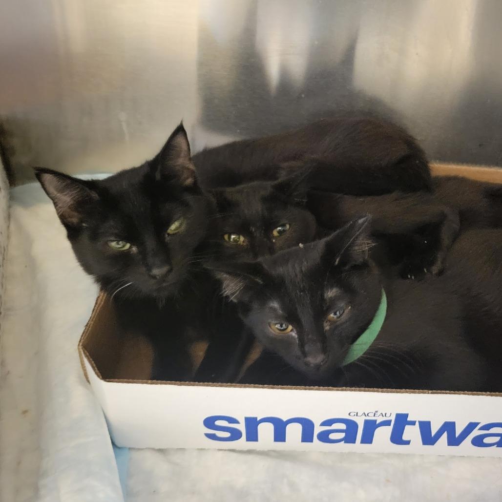 Enlarge Lorrell, a Adoptable Domestic Short Hair in Westminster, CA image 1/1