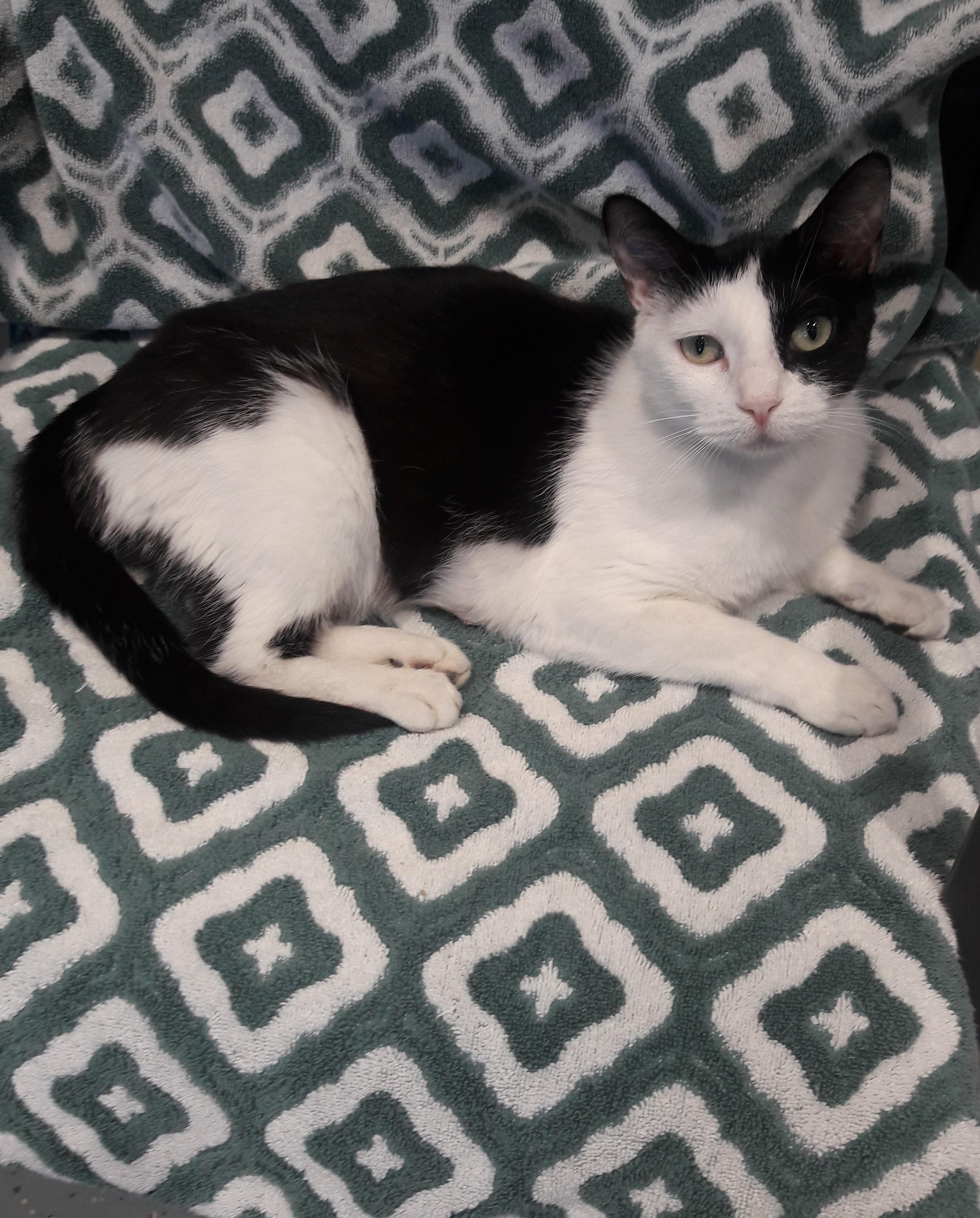 Enlarge Candy, a ADOPTABLE Domestic Short Hair in Mesquite, NV image 1/2