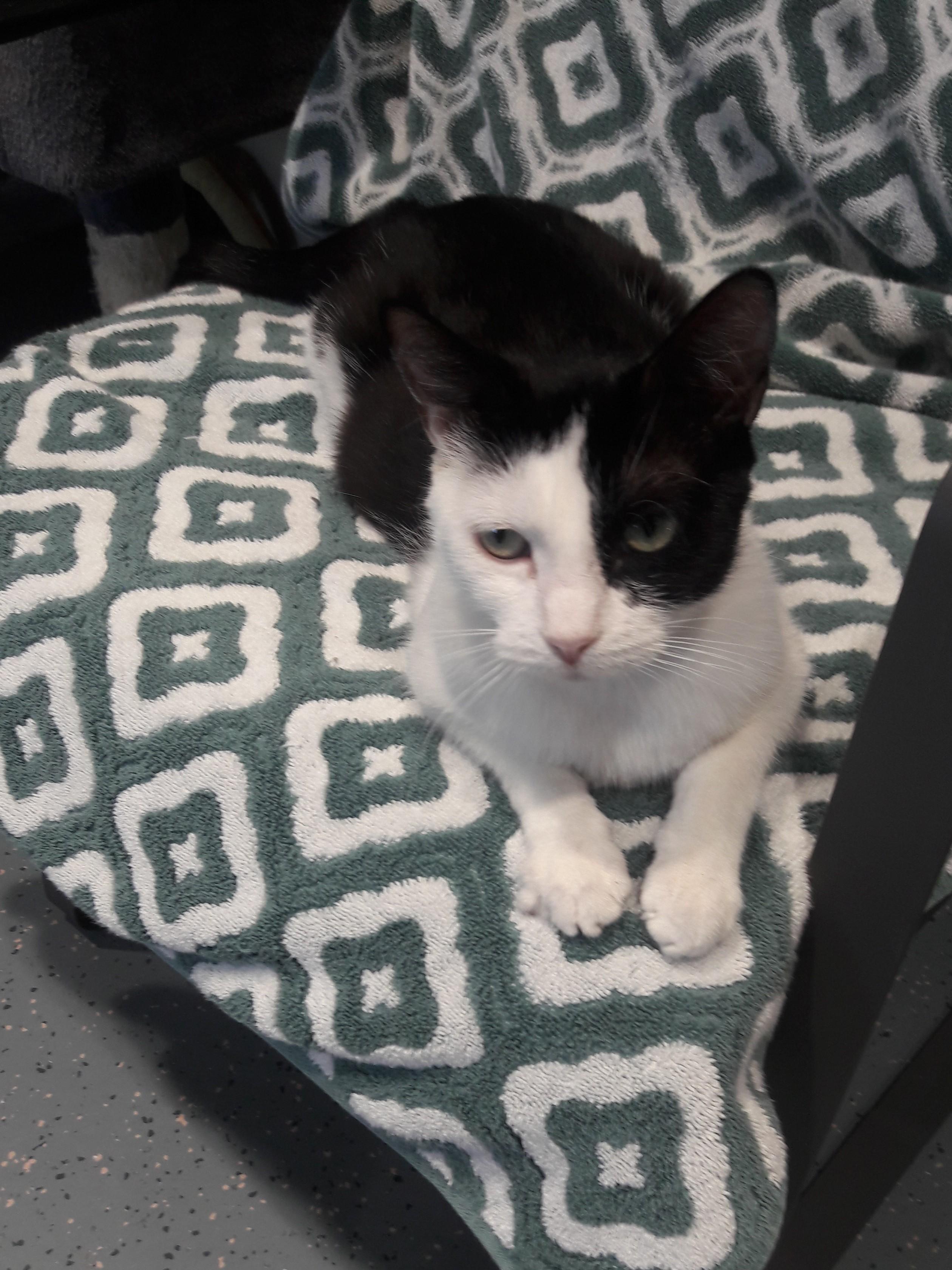 Enlarge Candy, a ADOPTABLE Domestic Short Hair in Mesquite, NV image 2/2