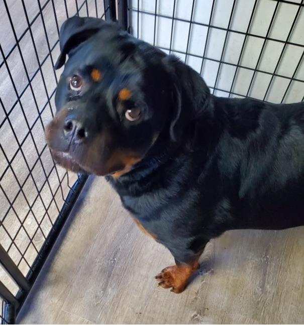 RUMI, adopted, Young Female Rottweiler.