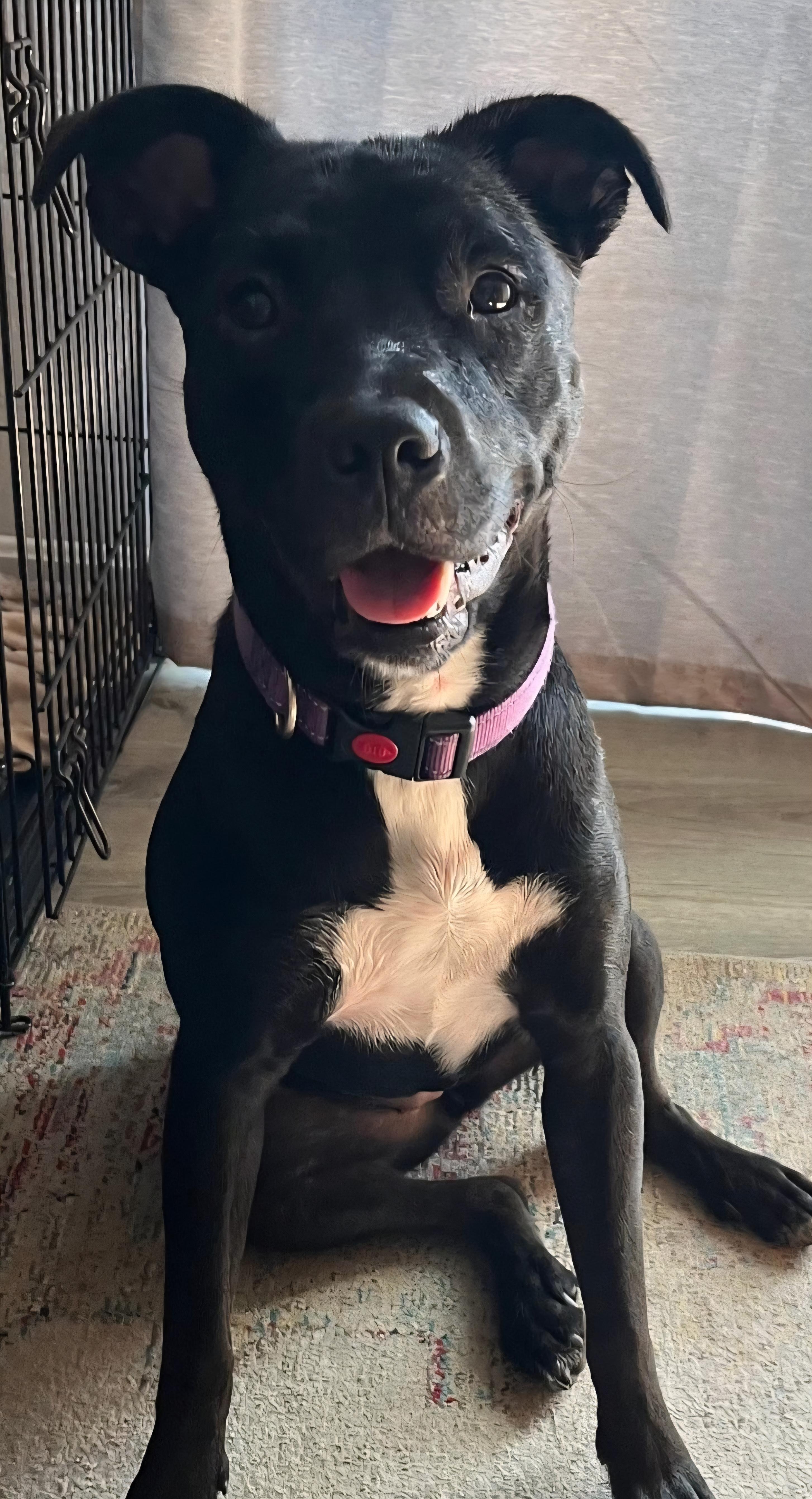 Luna, a ADOPTABLE mixed breed in Brunswick, OH image 2/6