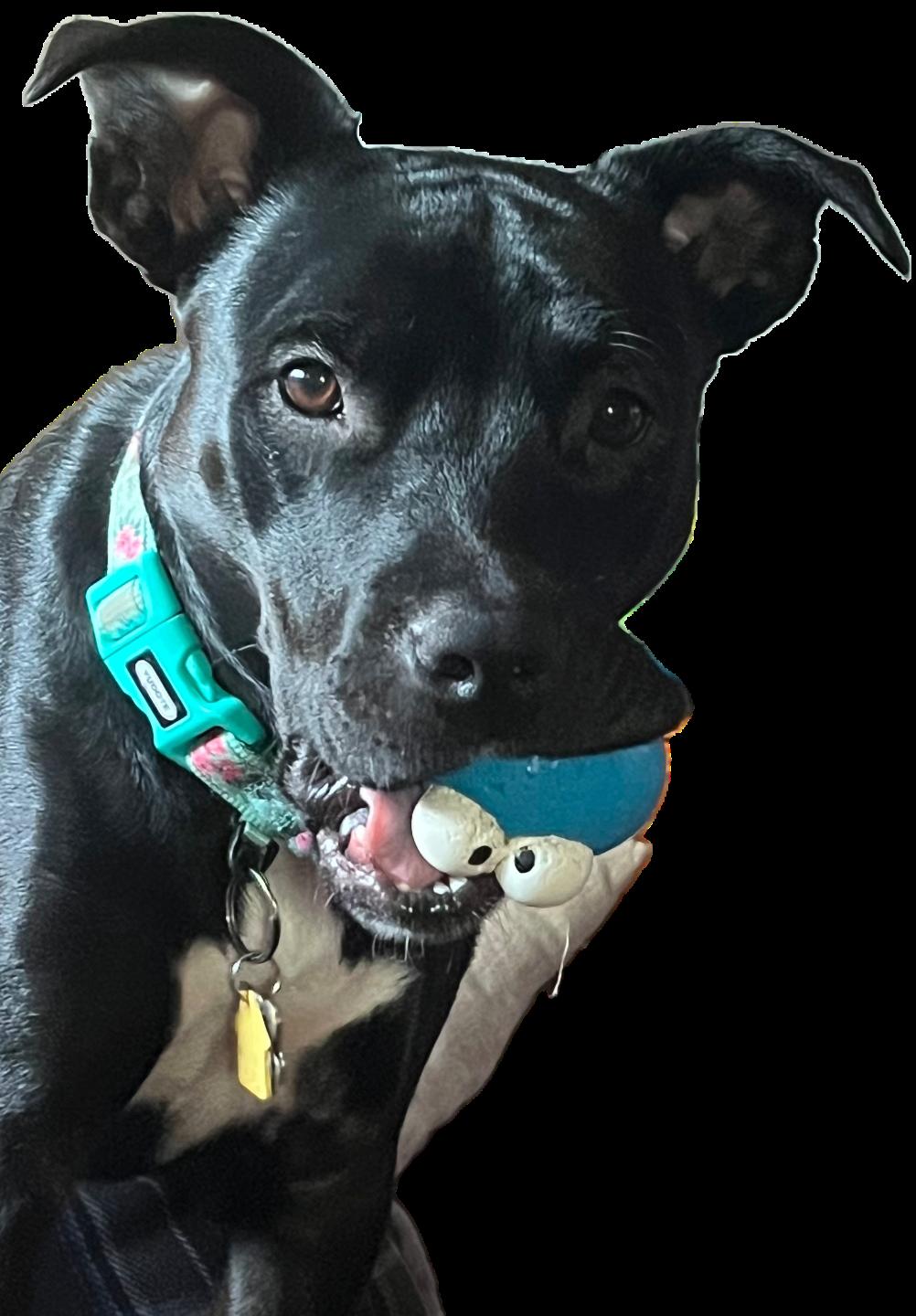 Luna, a ADOPTABLE mixed breed in Brunswick, OH image 3/6
