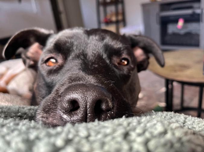 Luna, a ADOPTABLE mixed breed in Brunswick, OH image 4/6