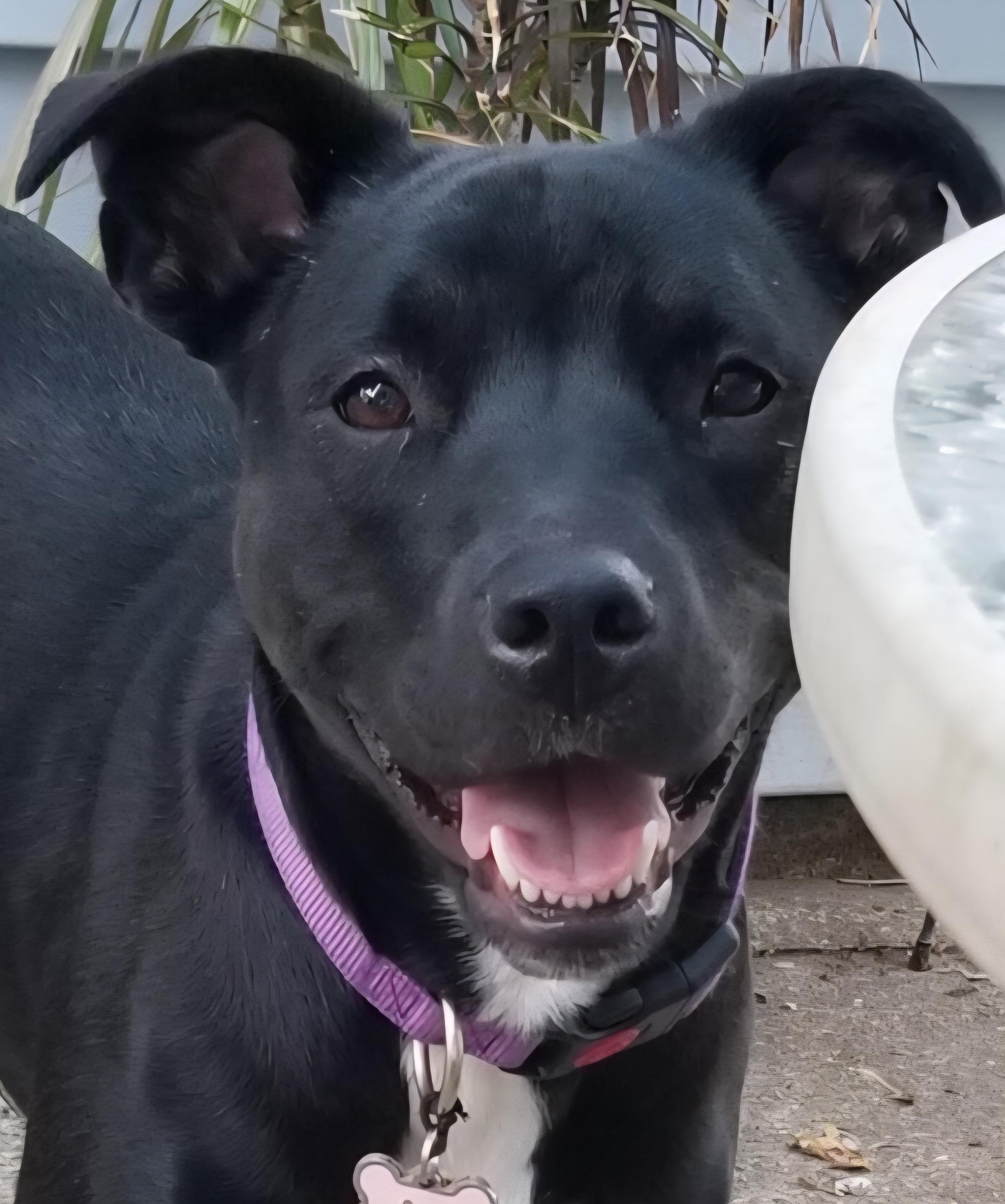 Luna, ADOPTABLE, Adult Female American Staffordshire Terrier.