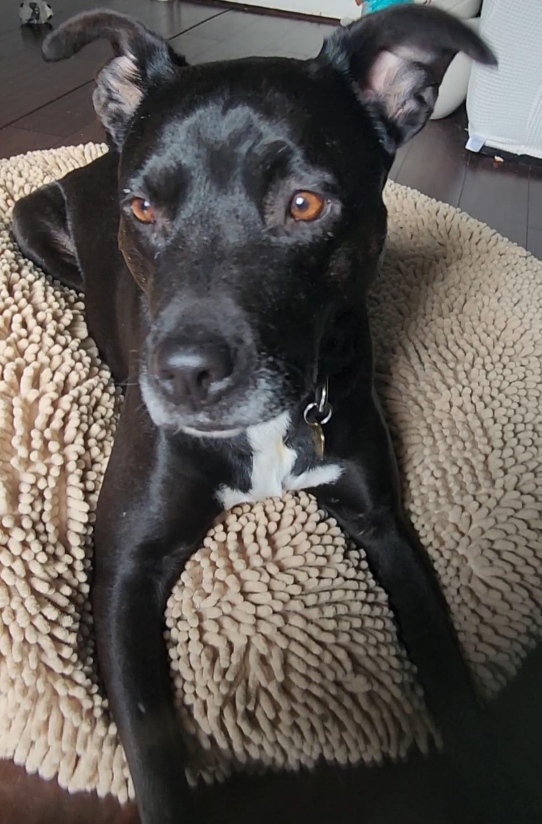 Luna, a ADOPTABLE mixed breed in Brunswick, OH image 5/6