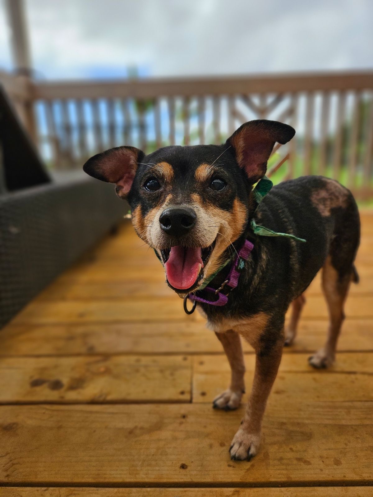 Nino, Adoptable, Senior Male Chihuahua.