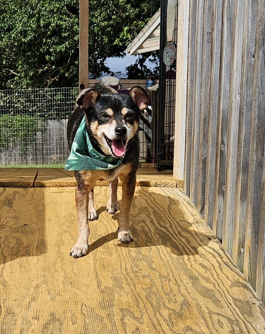 Enlarge Nino, a Adoptable mixed breed in Kapaa, HI image 2/4