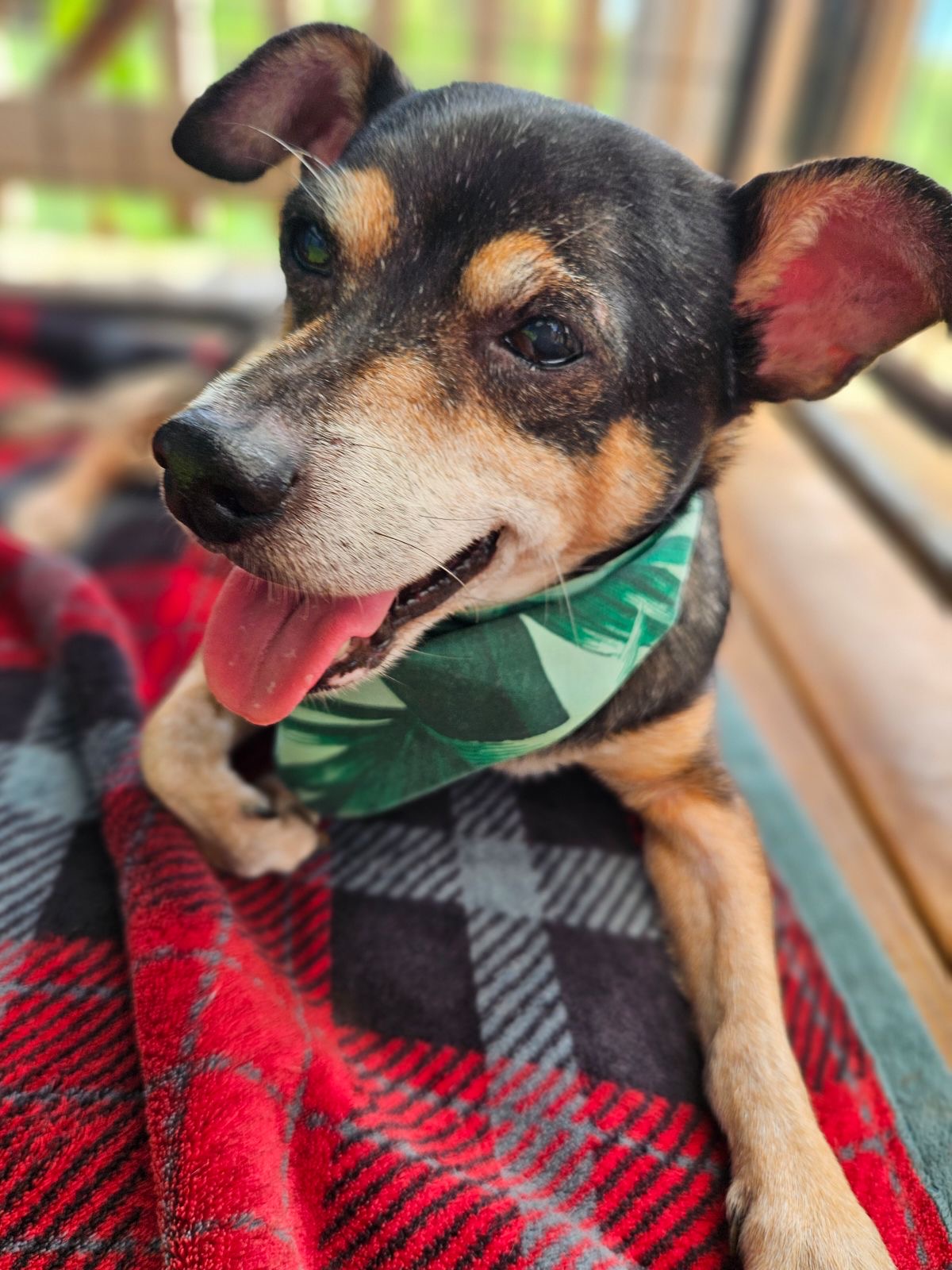 Enlarge Nino, a Adoptable mixed breed in Kapaa, HI image 3/4