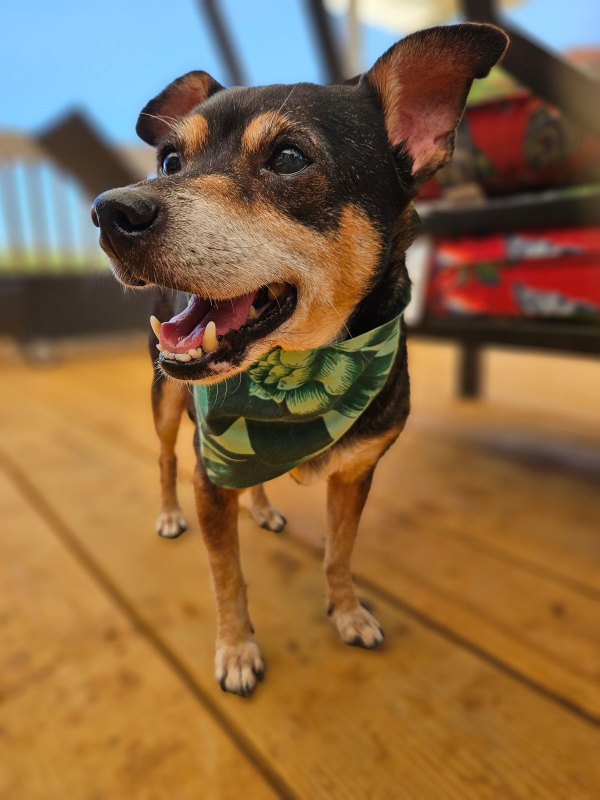 Enlarge Nino, a Adoptable mixed breed in Kapaa, HI image 4/4