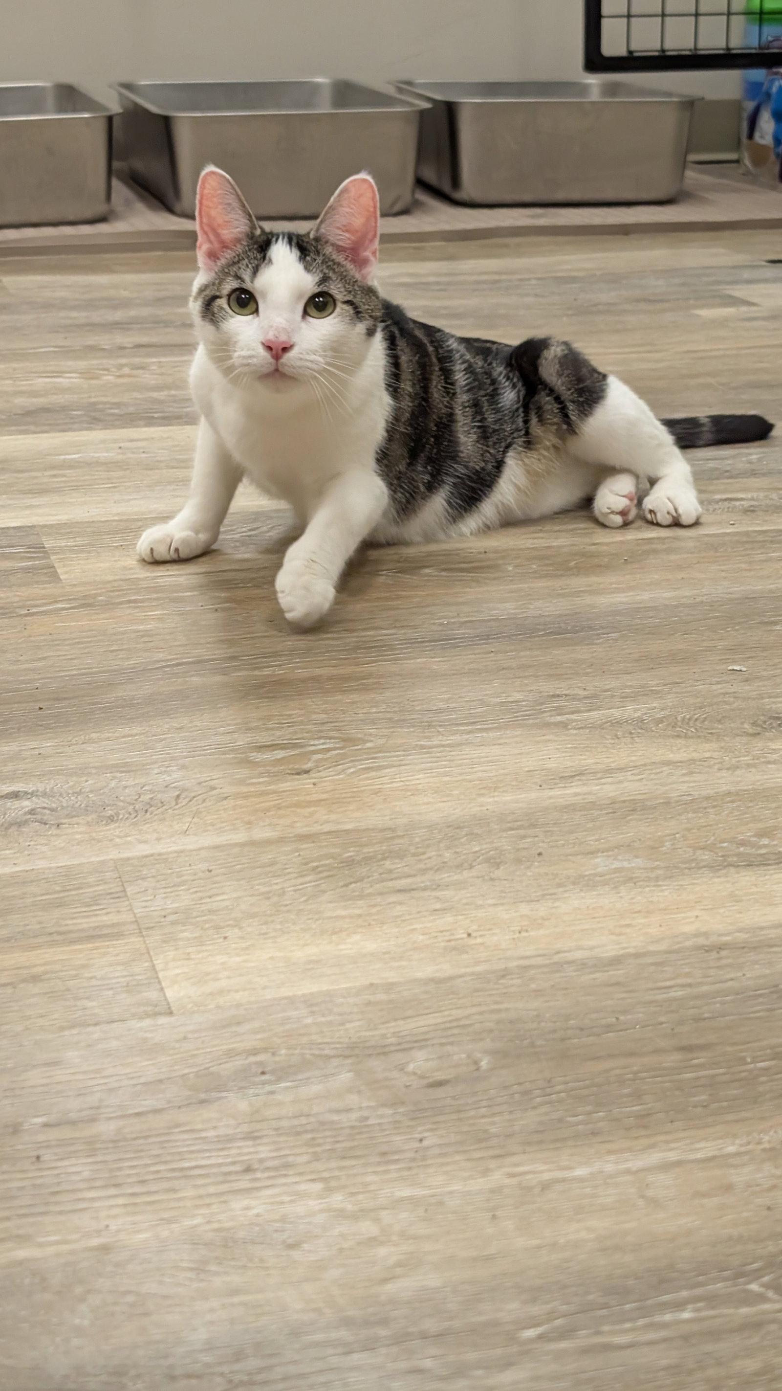 Louie, Adoptable, Adult Male Domestic Short Hair.