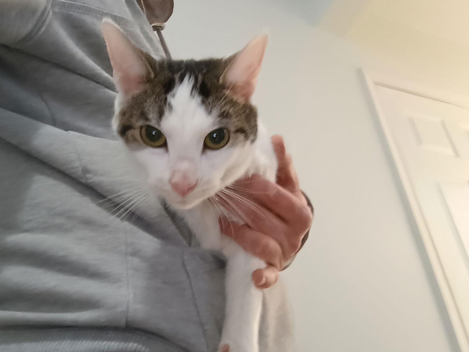 Louie, Adoptable, Adult Male Domestic Short Hair.