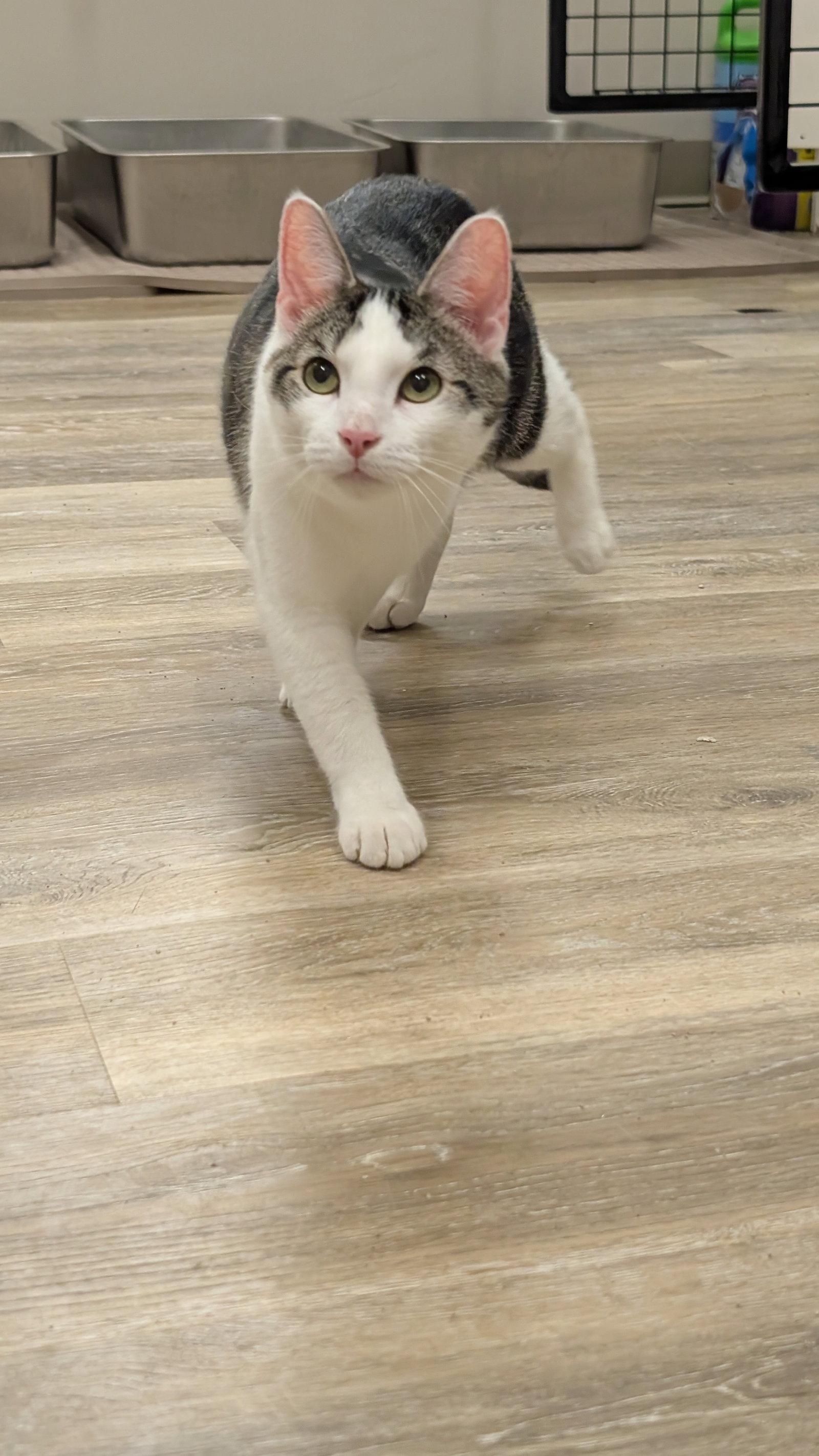 Enlarge Louie, a Adoptable Domestic Short Hair in Columbus, OH image 2/3