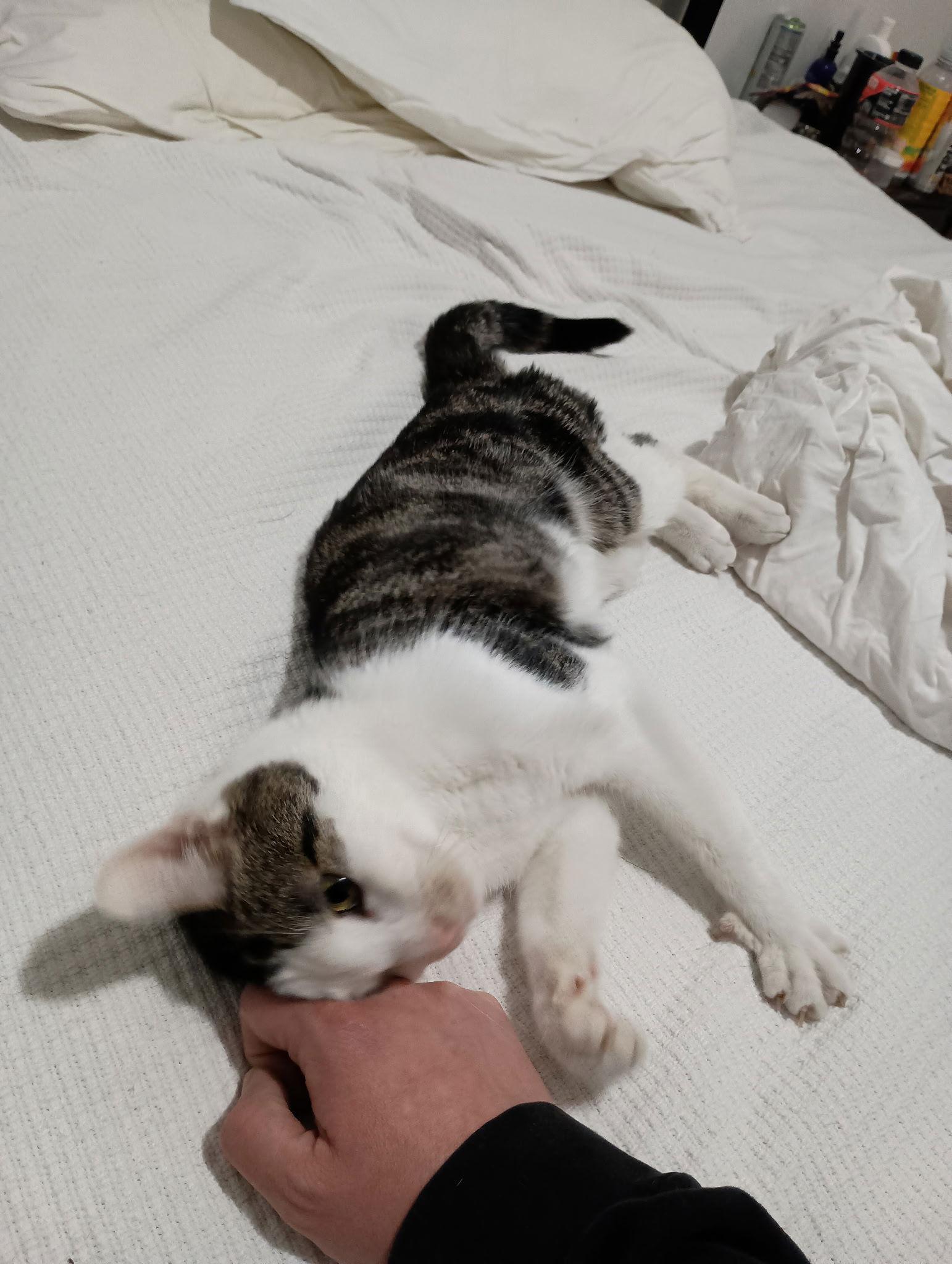 Louie, a Adoptable Domestic Short Hair in Columbus, OH image 2/3