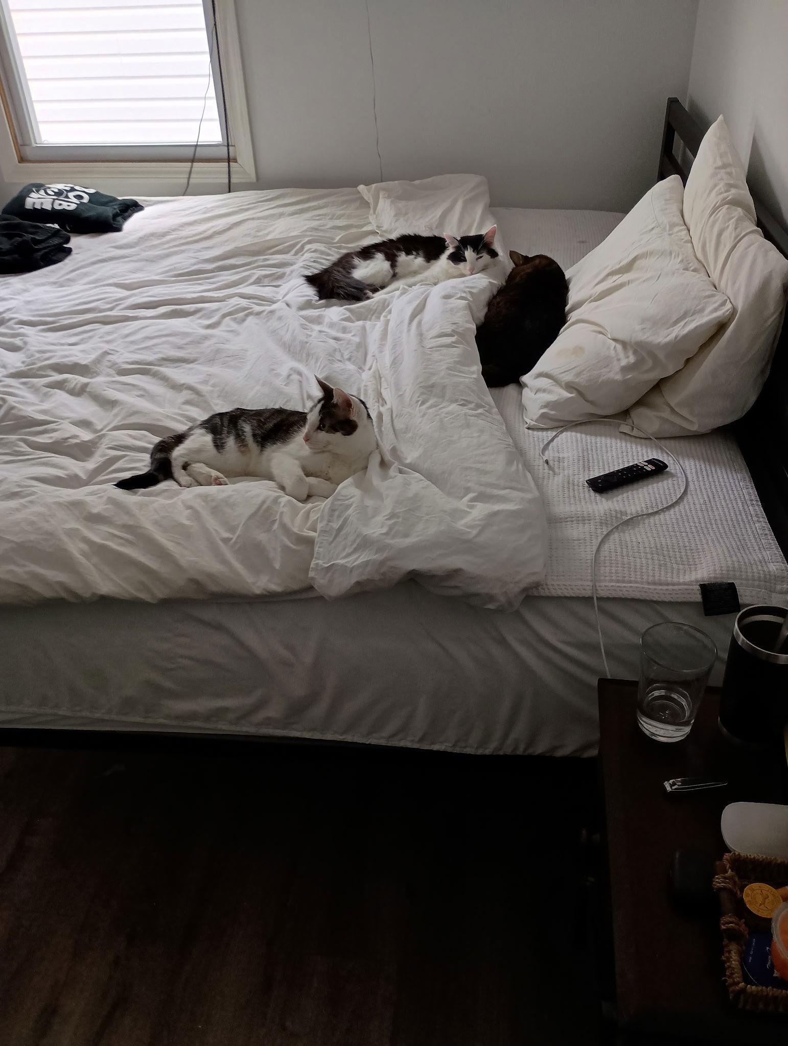 Louie, a Adoptable Domestic Short Hair in Columbus, OH image 3/3