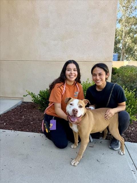 Enlarge KANE, a Adoptable Pit Bull Terrier in Santa Maria, CA image 1/1