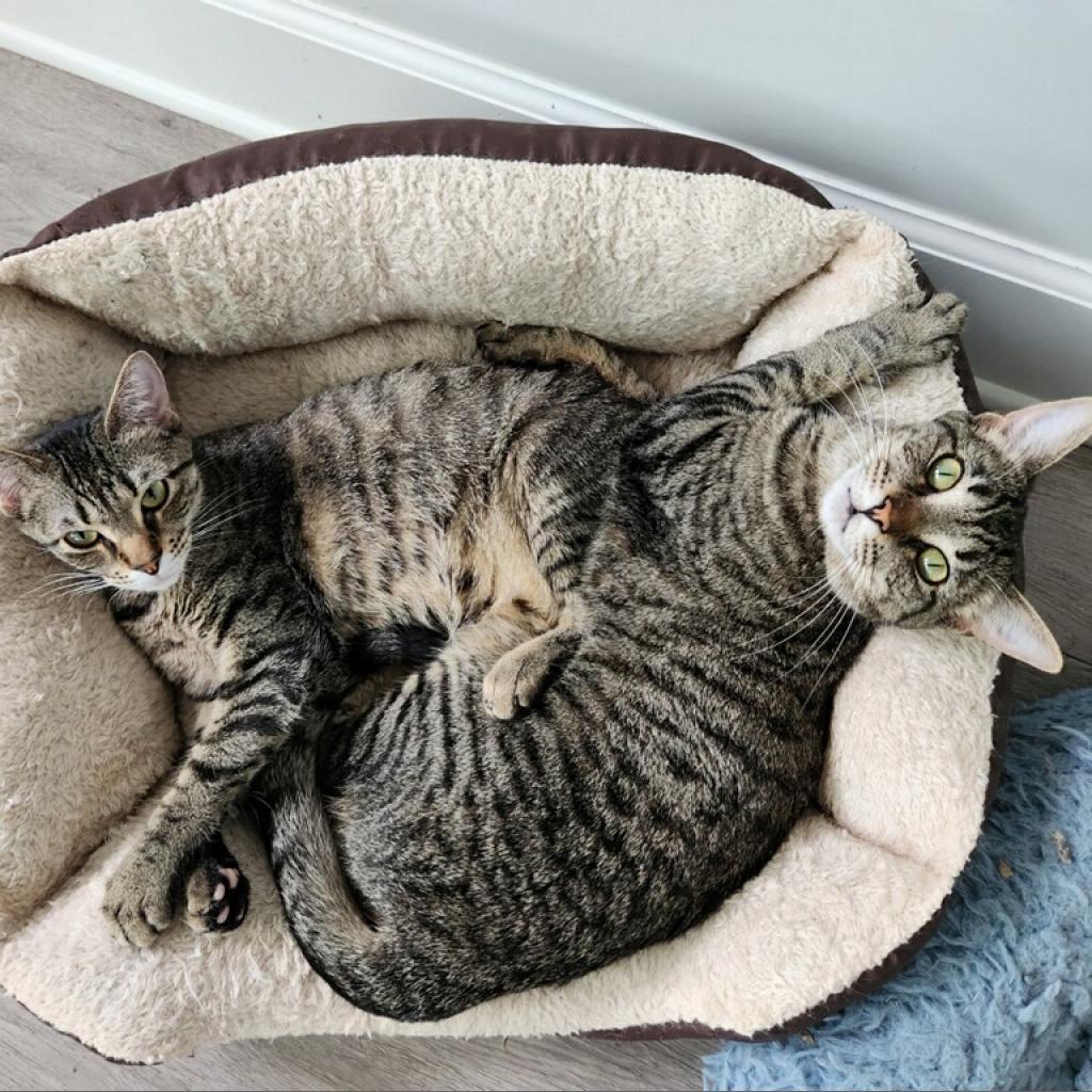 Enlarge Gidget, a Adoptable Domestic Short Hair in Foley, AL image 2/2