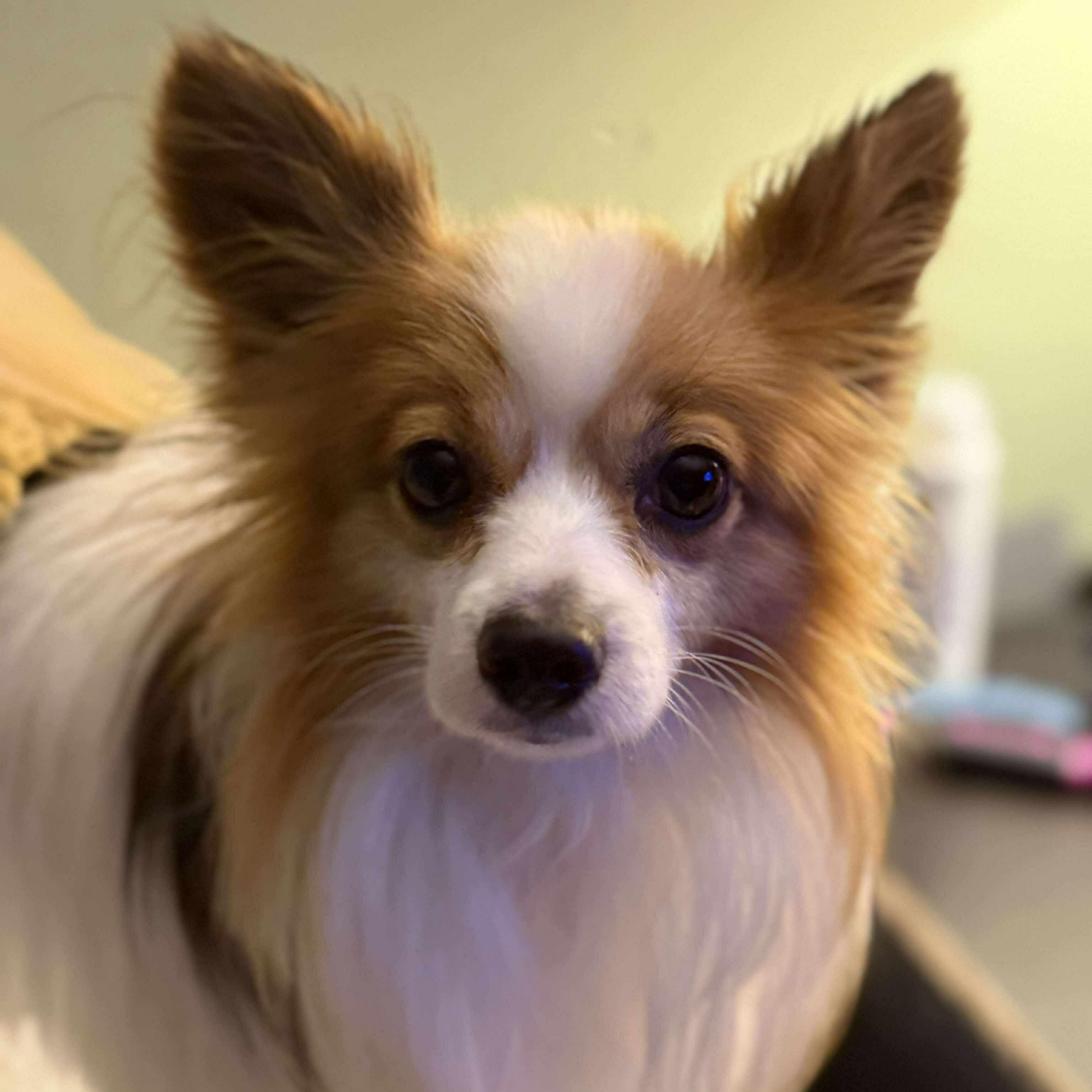 Mayhem, an adoptable Papillon in Macedon, NY, 14502 | Photo Image 1