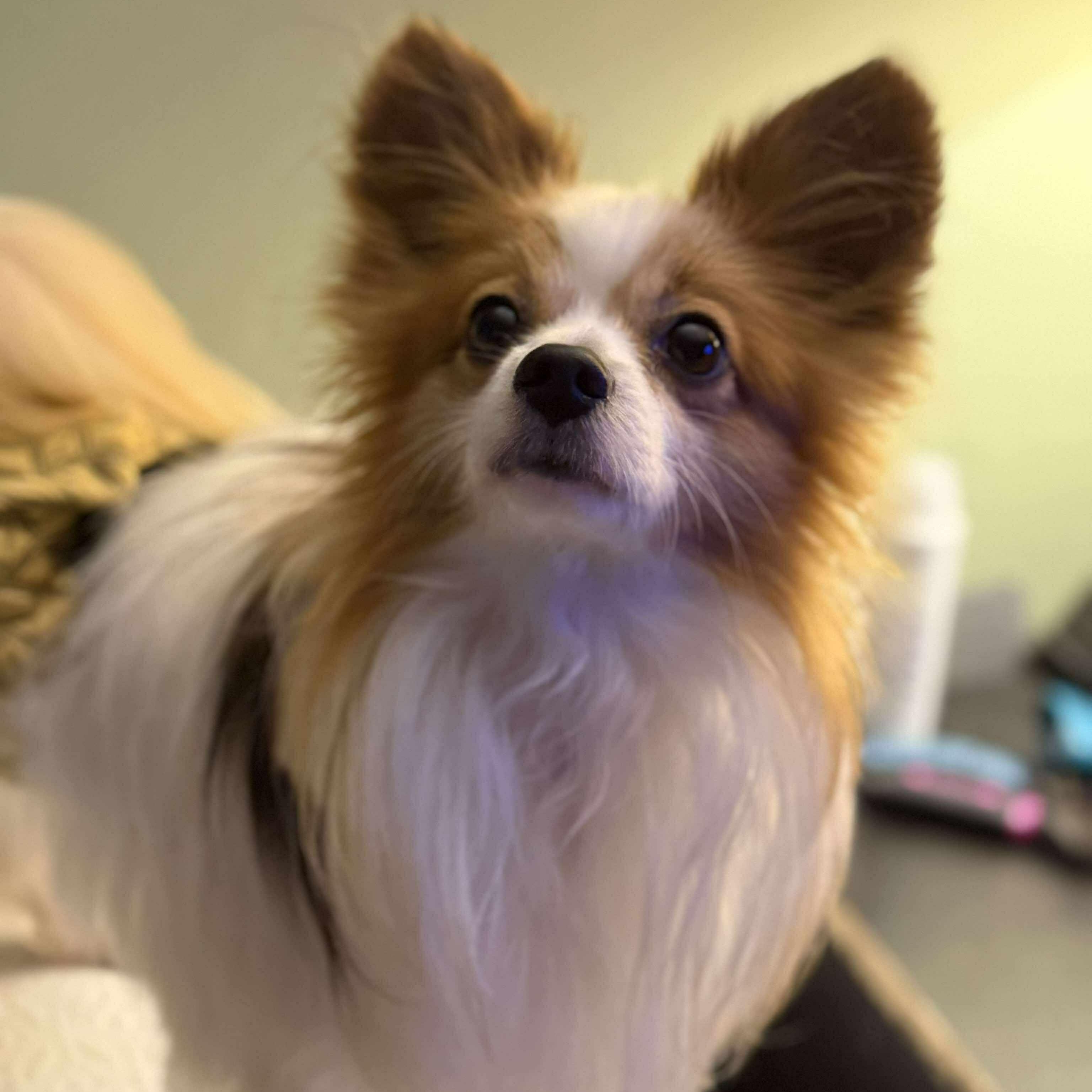 Mayhem, an adoptable Papillon in Macedon, NY, 14502 | Photo Image 4