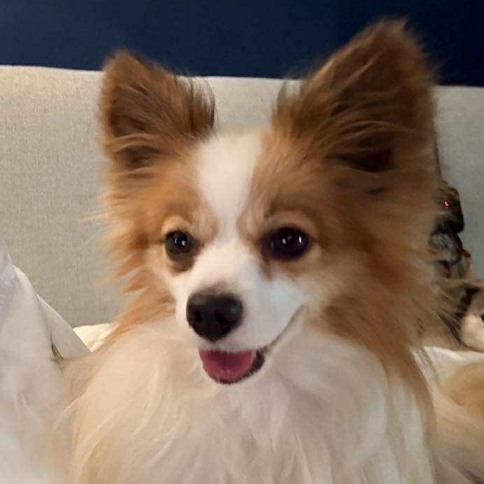 Mayhem, an adoptable Papillon in Macedon, NY, 14502 | Photo Image 2
