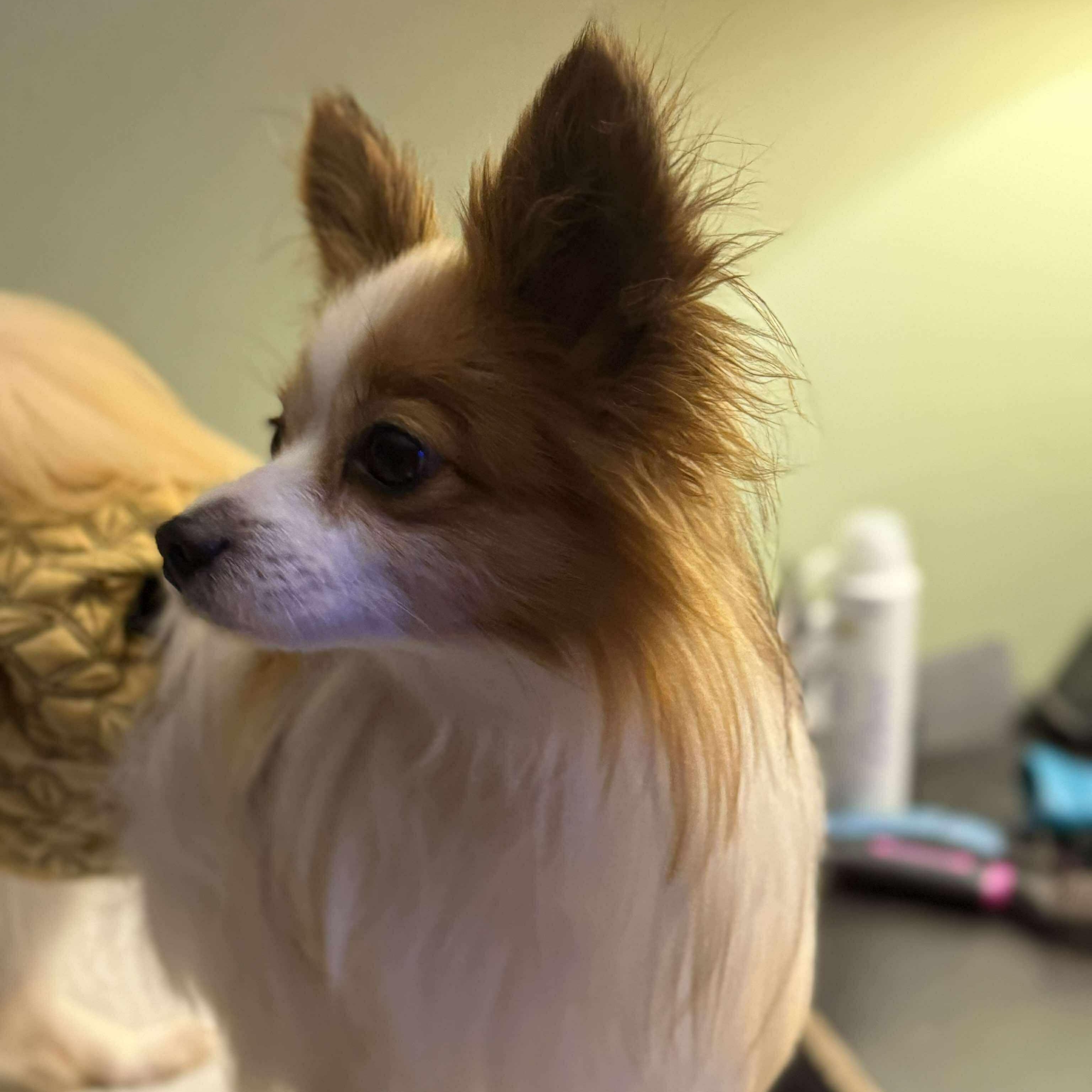 Mayhem, an adoptable Papillon in Macedon, NY, 14502 | Photo Image 5