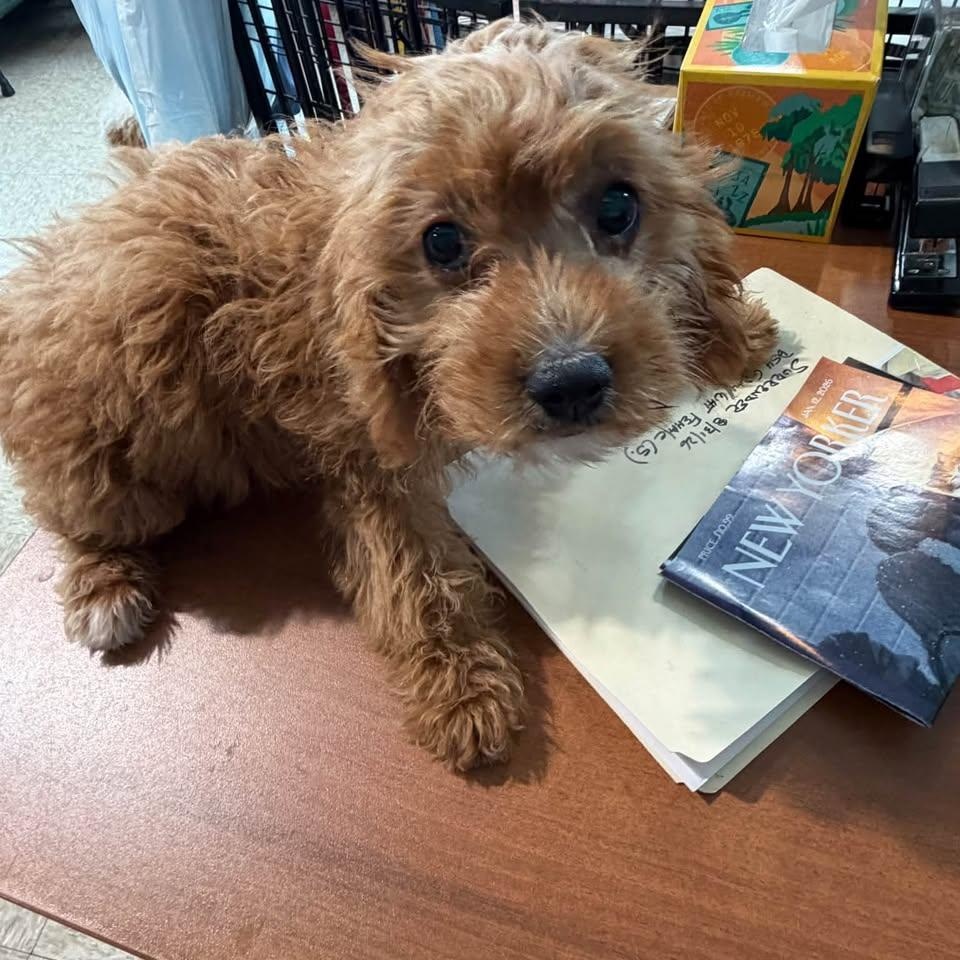 Enlarge Lira, a Adopted Goldendoodle in Glendale, NY image 1/5