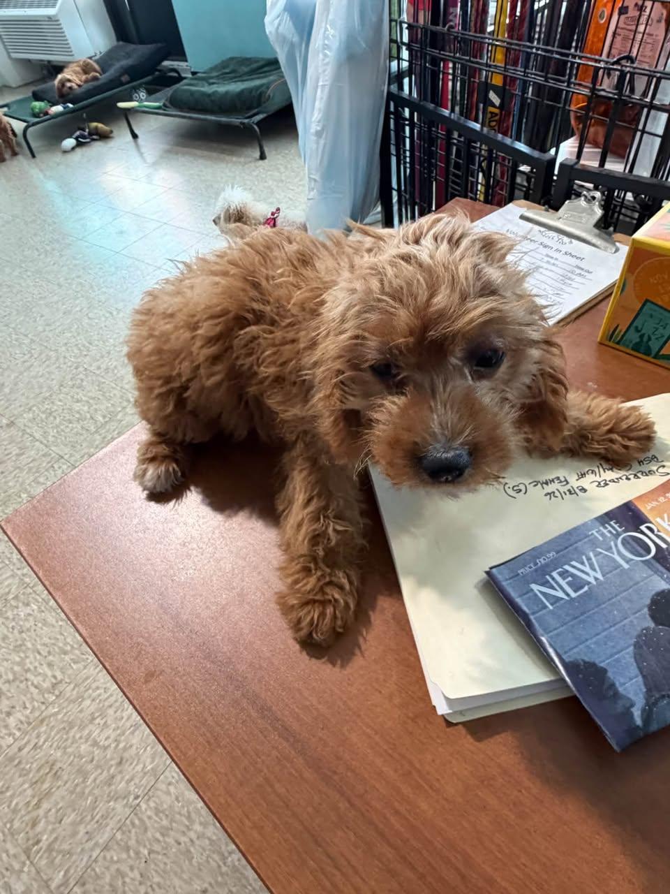 Enlarge Lira, a Adopted Goldendoodle in Glendale, NY image 3/5