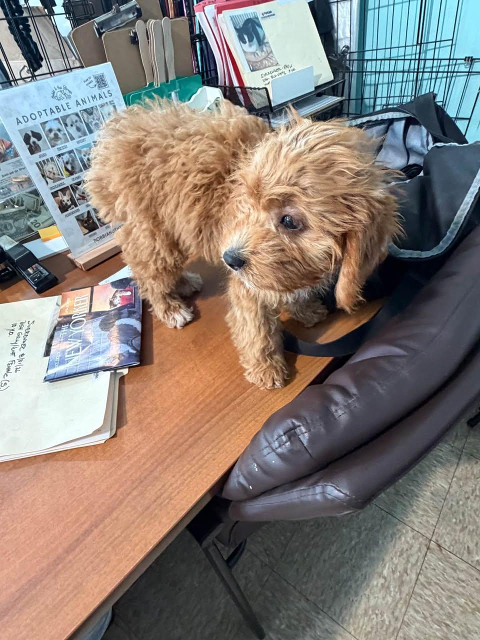 Enlarge Lira, a Adopted Goldendoodle in Glendale, NY image 4/5