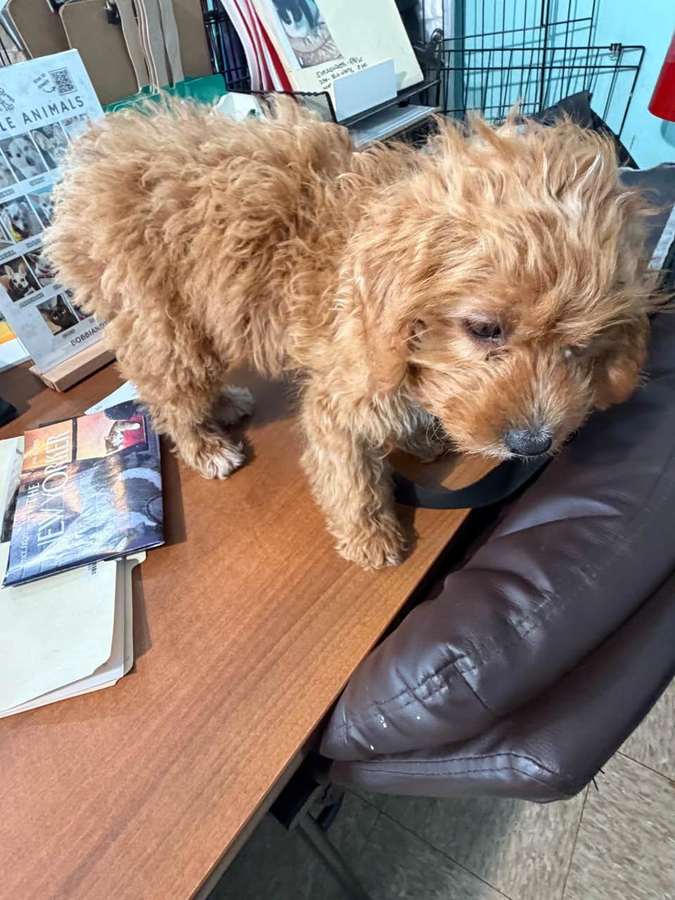 Enlarge Lira, a Adopted Goldendoodle in Glendale, NY image 2/5