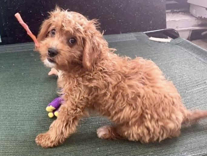Enlarge Lira, a Adopted Goldendoodle in Glendale, NY image 5/5