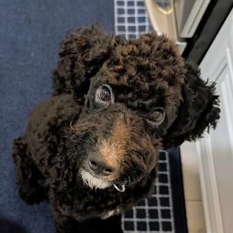 Enlarge Buddy, an adopted Poodle in Bradenton, FL image 1/5