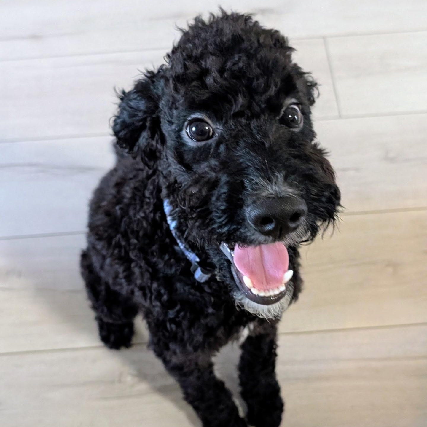 Enlarge Buddy, an adopted Poodle in Bradenton, FL image 5/5