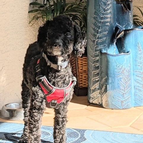 Enlarge Buddy, an adopted Poodle in Bradenton, FL image 2/5