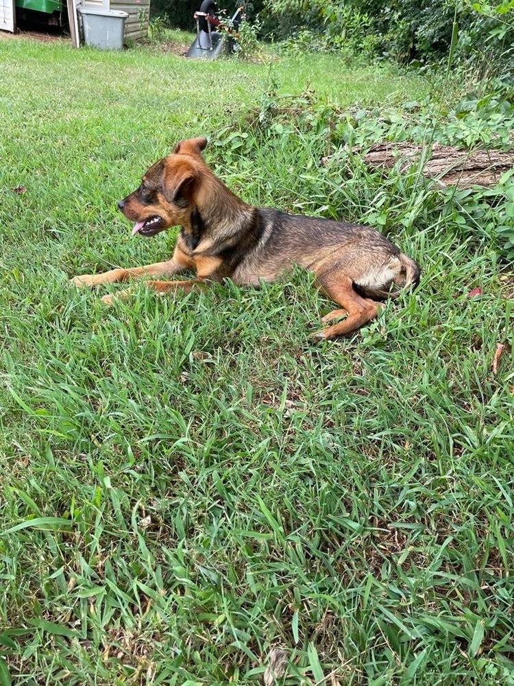 Frances Bean (Miracle), Adoptable, Young Female Labrador Retriever & German Shepherd Dog.
