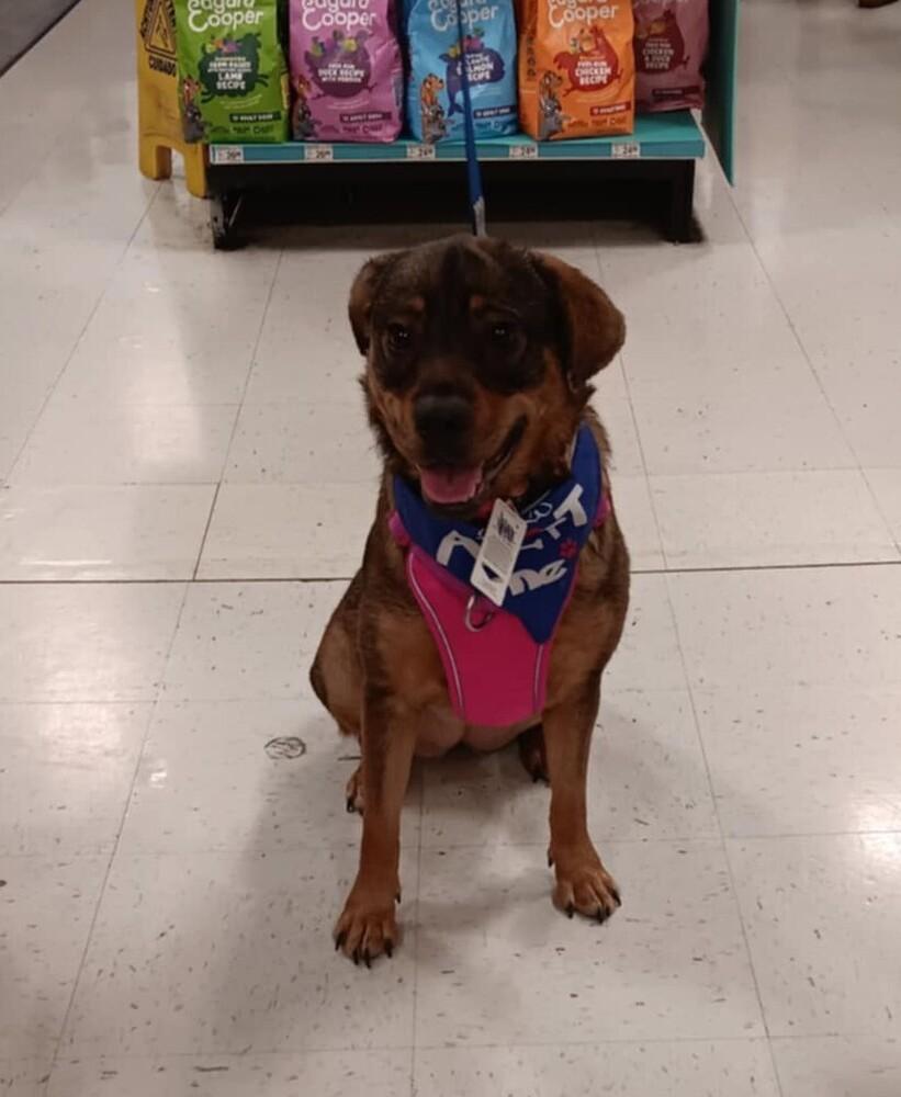 Enlarge Frances Bean (Miracle), a Adoptable mixed breed in Gillsville, GA image 2/6