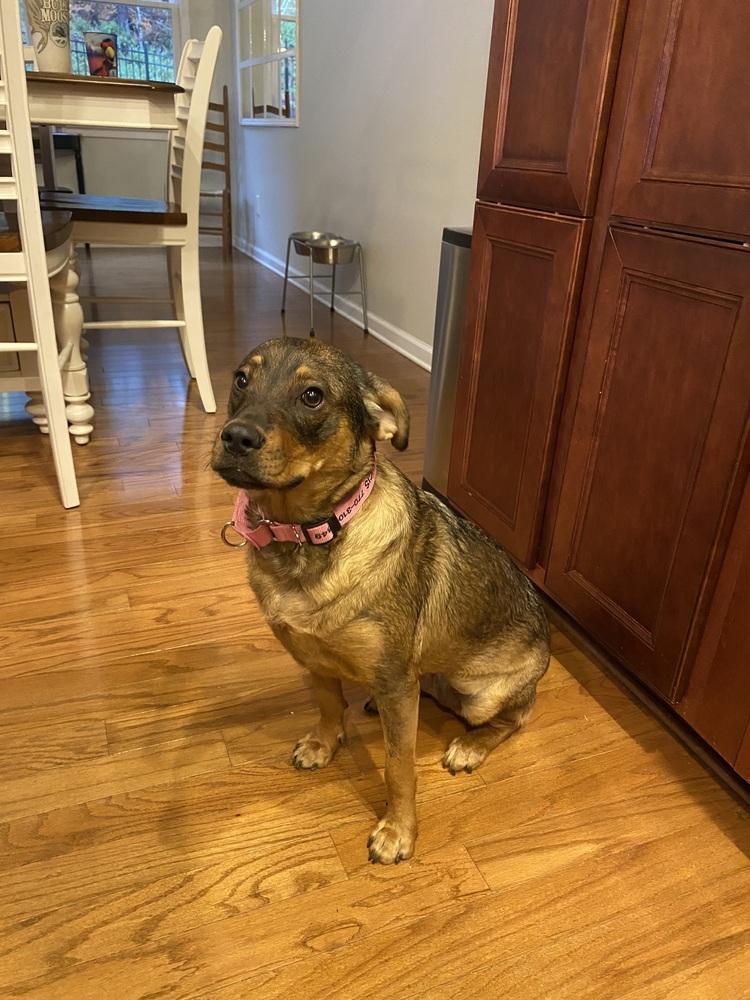 Enlarge Frances Bean (Miracle), a Adoptable mixed breed in Gillsville, GA image 3/6