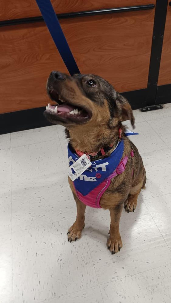 Enlarge Frances Bean (Miracle), a Adoptable mixed breed in Gillsville, GA image 4/6