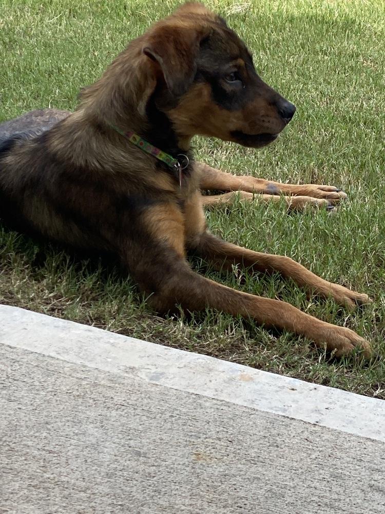 Enlarge Frances Bean (Miracle), a Adoptable mixed breed in Gillsville, GA image 5/6