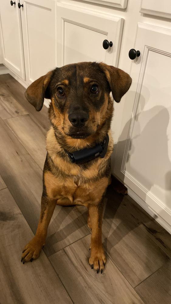 Enlarge Frances Bean (Miracle), a Adoptable mixed breed in Gillsville, GA image 6/6