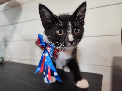 July, Adoptable, Kitten Female Domestic Short Hair & Domestic Short Hair.