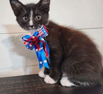 Enlarge July, a Adoptable mixed breed in Wilkesboro, NC image 2/3