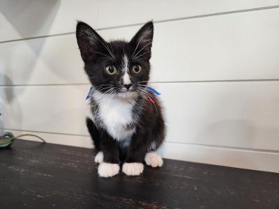 Enlarge July, a Adoptable mixed breed in Wilkesboro, NC image 3/3