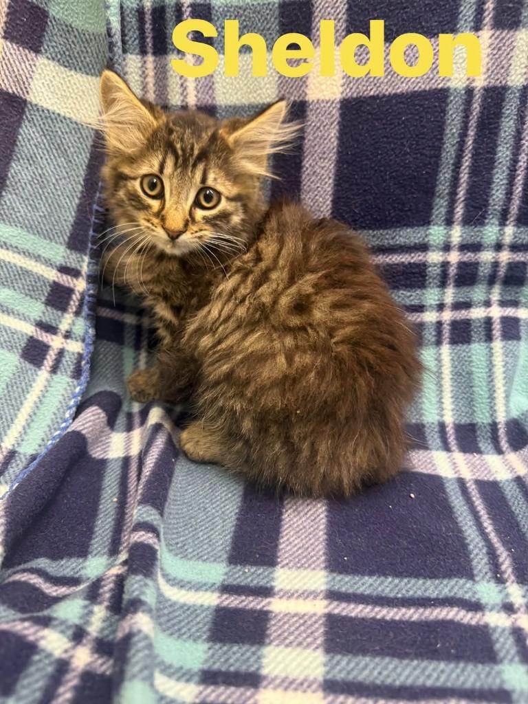 sheldon, Adoptable, Kitten Male Domestic Long Hair.