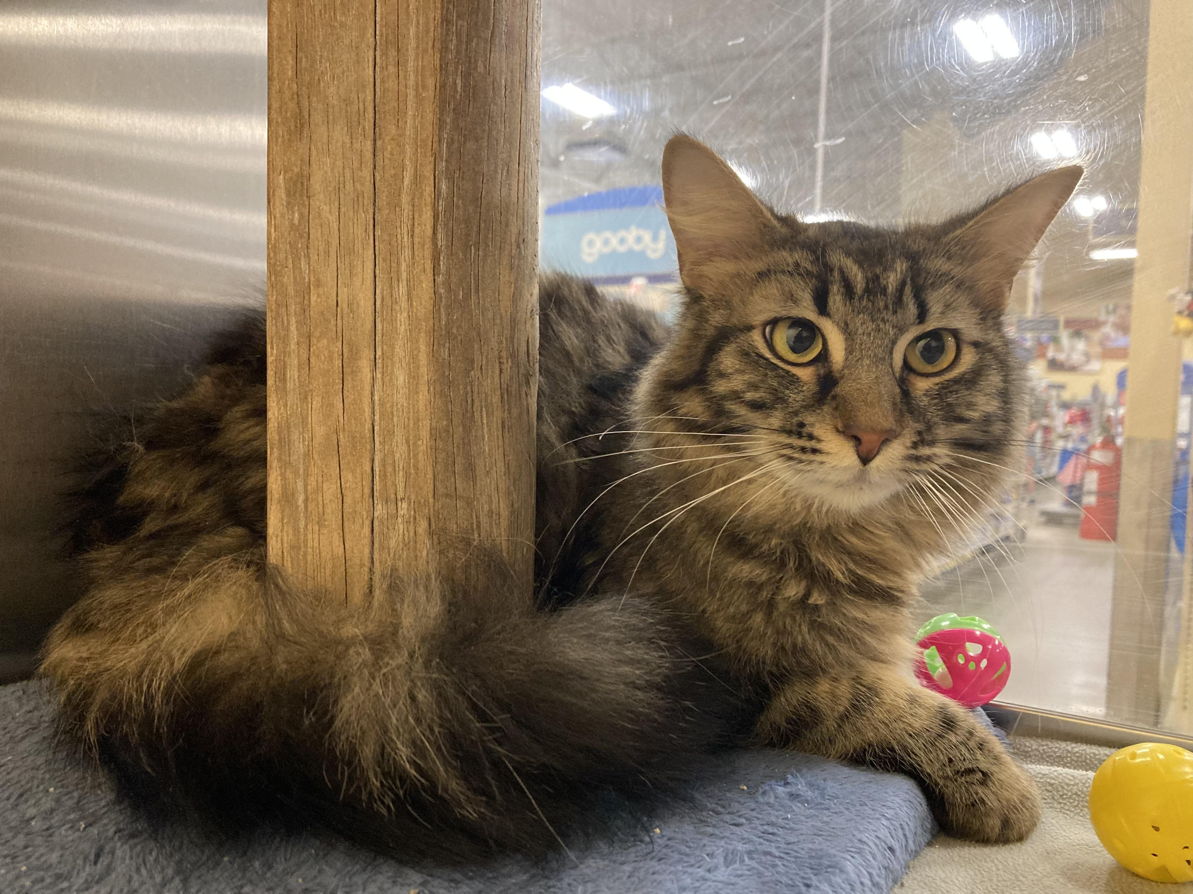 Baby, ADOPTABLE, Adult Male Domestic Long Hair.