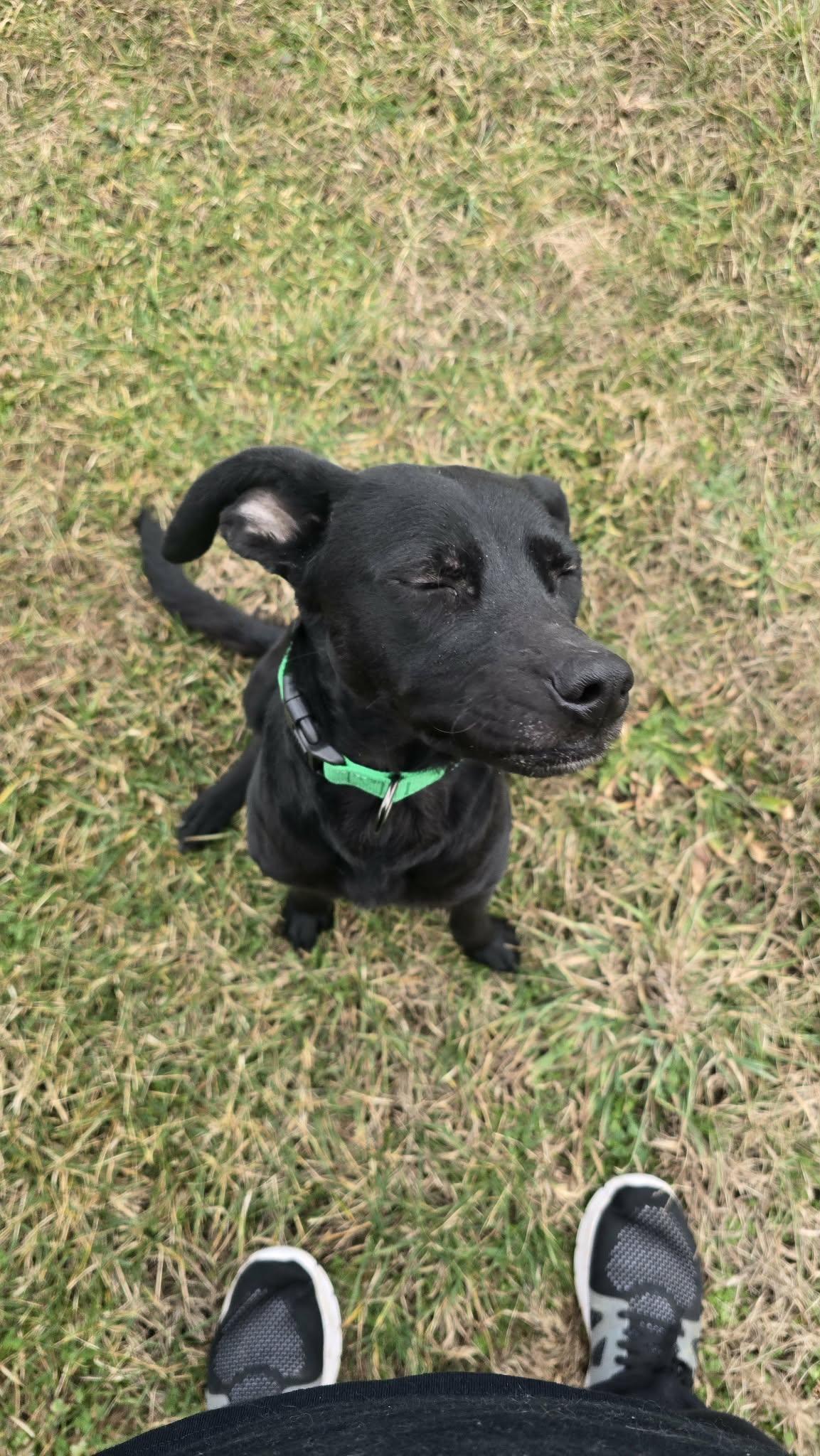 Zara, a ADOPTABLE mixed breed in Shelbyville, KY image 3/3