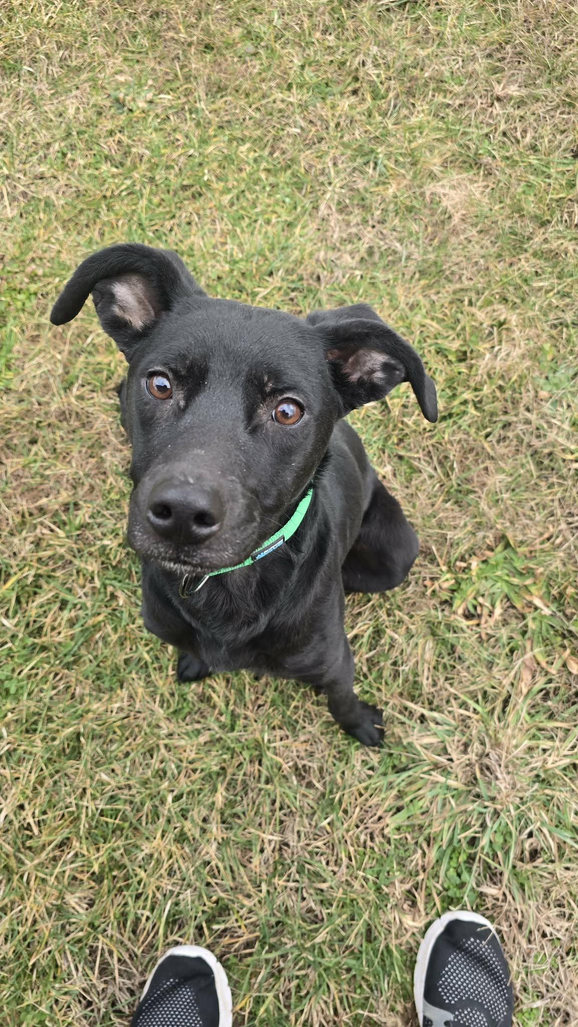 Zara, a ADOPTABLE mixed breed in Shelbyville, KY image 2/3